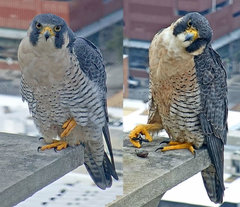 Falco peregrinus anatum