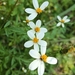 Bidens bigelovii - Photo 由 Héctor Naranjo 所上傳的 (c) Héctor Naranjo，保留部份權利CC BY-NC