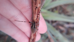 Agapanthia asphodeli