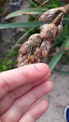 Agapanthia asphodeli