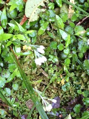 Anaphalioides trinervis