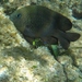Longfin Damselfish - Photo (c) Eric van den Berghe, some rights reserved (CC BY-NC), uploaded by Eric van den Berghe