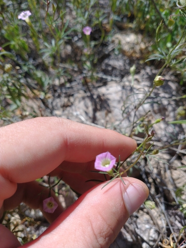 Image of Ipomoea costellata by no rights reserved