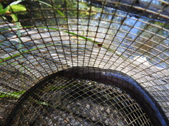 Amphiuma tridactylum