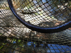 Amphiuma tridactylum