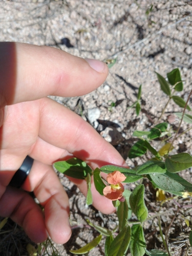 Image of Variableleaf Bushbean (Macroptilium gibbosifolium) by no rights reserved