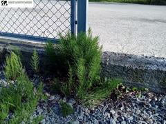 Equisetum arvense