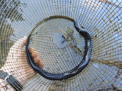 Amphiuma tridactylum