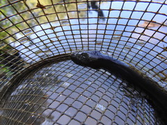 Amphiuma tridactylum