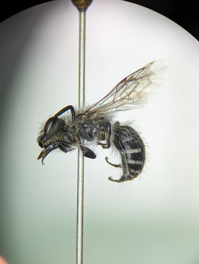 Impunctate Cellophane Bee