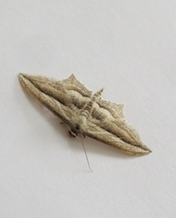 Arcobara multilineata