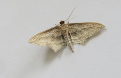 Arcobara multilineata