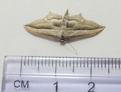 Arcobara multilineata