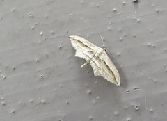 Arcobara multilineata