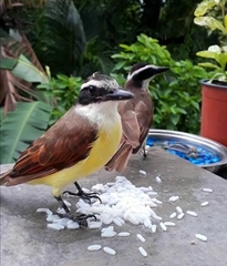 Pitangus sulphuratus