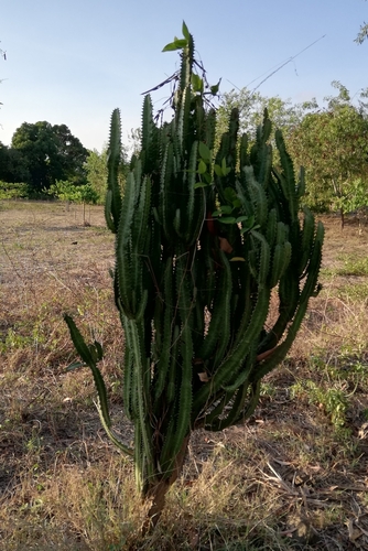 Image of Euphorbia trigona by (c) Xavier JAPIOT, some rights reserved (CC BY)