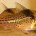 Corydoras surinamensis - Photo (c) karsten_s, some rights reserved (CC BY), uploaded by karsten_s