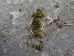 Orthotrichum diaphanum