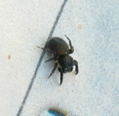 Talavera minuta