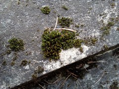 Orthotrichum diaphanum