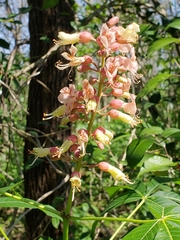 Aesculus × bushii