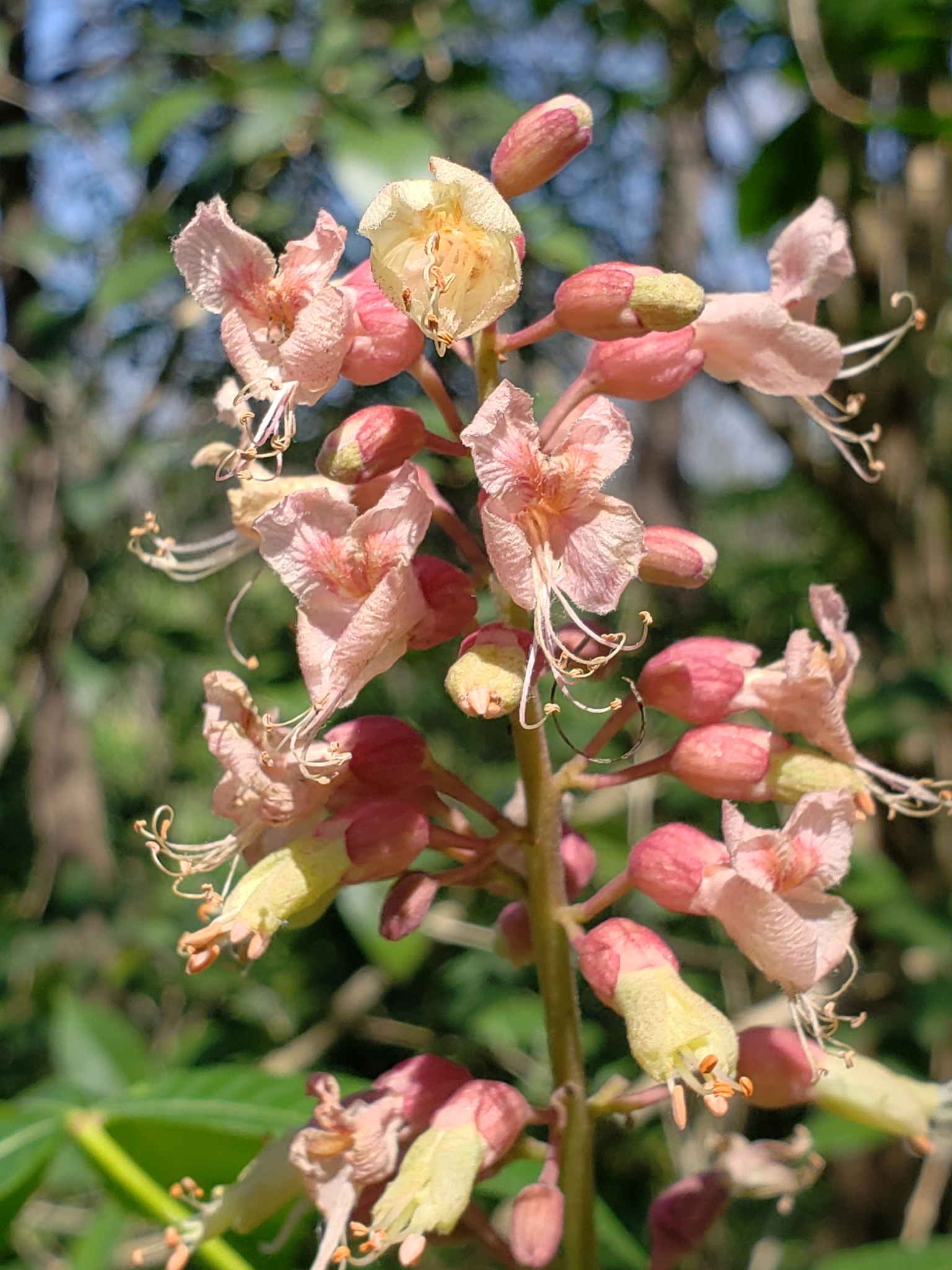 Aesculus X bushii
