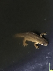 Lissotriton
