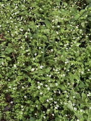 Stellaria nemorum