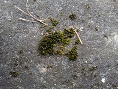 Orthotrichum diaphanum