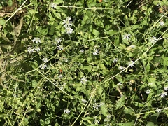 Stellaria nemorum