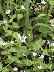 Stellaria nemorum