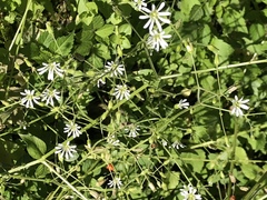 Stellaria nemorum