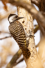 Cardinal Woodpecker photo 2