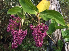 Medinilla cummingii