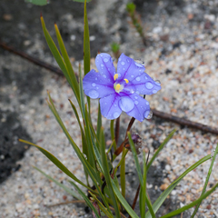 Aristea oligocephala