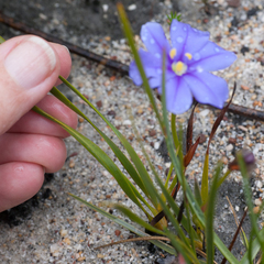 Aristea oligocephala