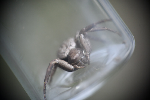 Spiracme keyserlingi