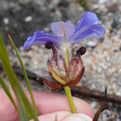 Aristea oligocephala