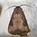 Agrotis tokionis - Photo (c) hangnamori, some rights reserved (CC BY-NC), uploaded by hangnamori