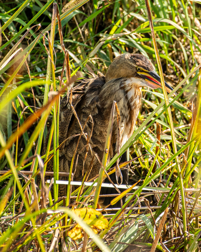 American Bittern From Baie Du Febvre Station D Puration Tangs