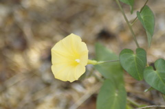 Ipomoea microsepala