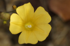 Ipomoea microsepala