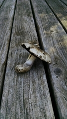 Agaricus cupreobrunneus