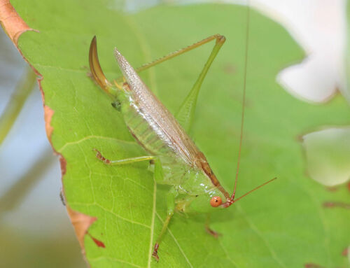 Long-spurred Meadow Katydid photo 5