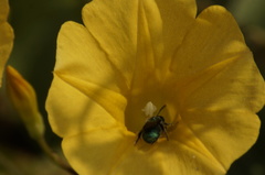 Calloceratina