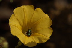 Calloceratina