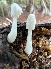 Leucocoprinus cretaceus image