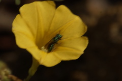 Calloceratina