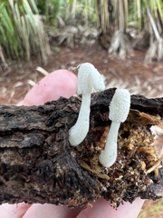 Leucocoprinus cretaceus image