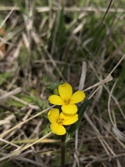 Physaria gracilis